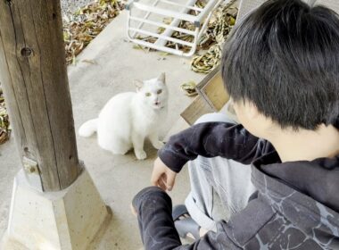【ベタ惚れ】中学生の息子に惚れてしまった庭子猫ちゃん…笑［三毛母猫の子猫］