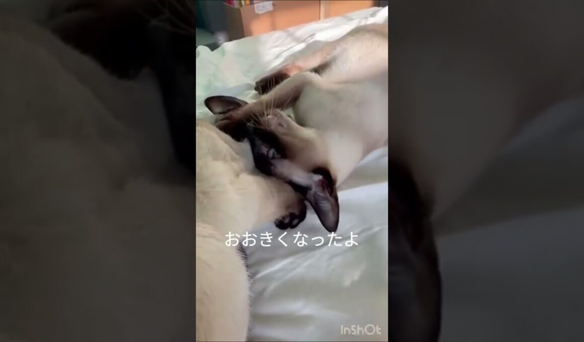 Siamese Cats Fight 猫の子供の日はレスリング #siamesecat   #シャム猫 #しゃむねこ #cat #cute　 #子ネコ