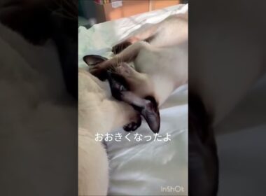 Siamese Cats Fight 猫の子供の日はレスリング #siamesecat   #シャム猫 #しゃむねこ #cat #cute　 #子ネコ
