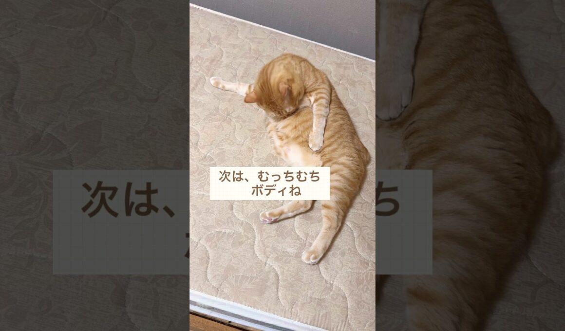 [毛づくろい]自分だけを見てて欲しい猫 #大型猫 #ボブテイル猫 #茶トラ男子なつ
