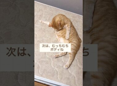 [毛づくろい]自分だけを見てて欲しい猫 #大型猫 #ボブテイル猫 #茶トラ男子なつ