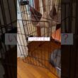 いじけた？ #ねこ動画 #アメリカンカール