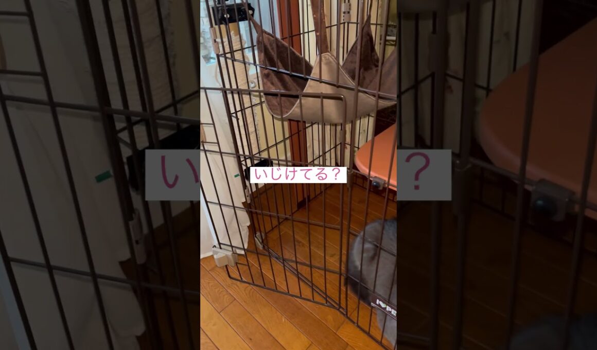いじけた？ #ねこ動画 #アメリカンカール