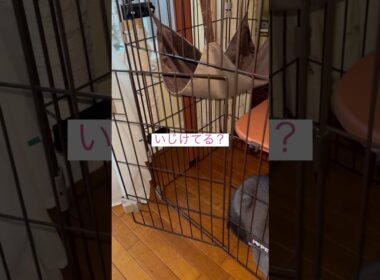いじけた？ #ねこ動画 #アメリカンカール
