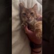 飼い主の手を握る猫との愛おしい時間【ソマリのぷー】#猫 #cat #猫のいる暮らし #猫のいる生活 #ねこ #catvideos #shortvideo #shorts #short