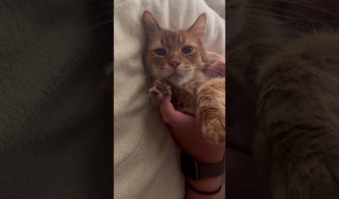 飼い主の手を握る猫との愛おしい時間【ソマリのぷー】#猫 #cat #猫のいる暮らし #猫のいる生活 #ねこ #catvideos #shortvideo #shorts #short