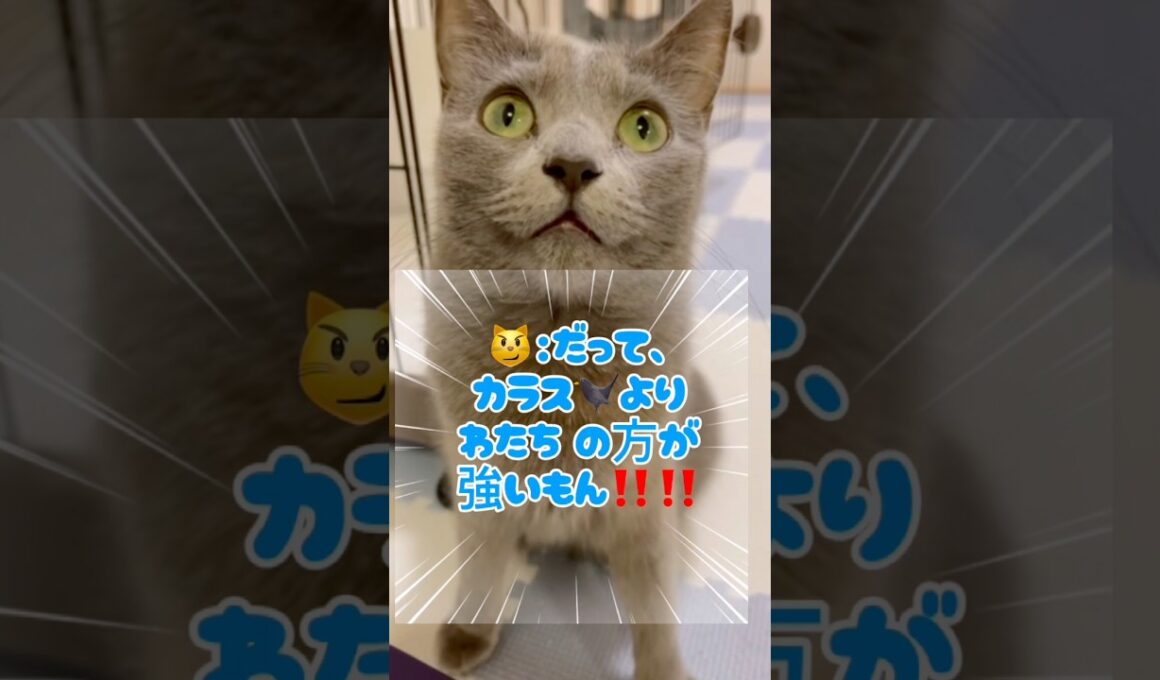 カラスに対抗する猫❤️ #猫 #ロシアンブルー #catshorts #shorts