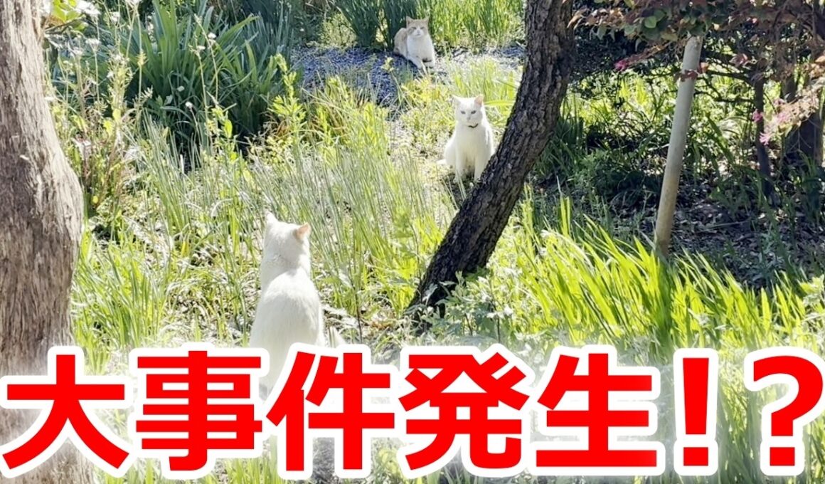 【緊急事態発生】モテすぎる庭子猫が近所の猫達に囲まれていました！［三毛母猫の子猫］