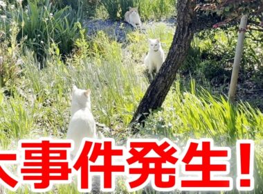 【緊急事態発生】モテすぎる庭子猫が近所の猫達に囲まれていました！［三毛母猫の子猫］
