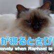 バーマン猫ラフ【ラフが寝るとさびしい】I feel lonely when Raphael is asleep（バーマン猫）Birman/Cat