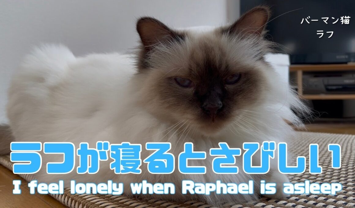 バーマン猫ラフ【ラフが寝るとさびしい】I feel lonely when Raphael is asleep（バーマン猫）Birman/Cat