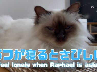 バーマン猫ラフ【ラフが寝るとさびしい】I feel lonely when Raphael is asleep（バーマン猫）Birman/Cat
