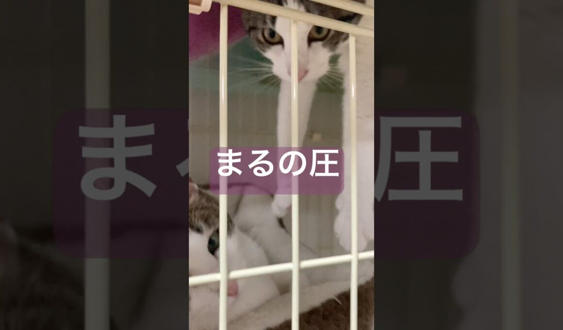 まる何してんの！？ #メインクーンミックス #猫のいる暮らし
