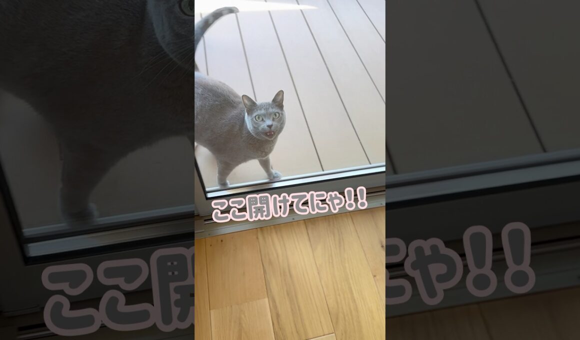 猫扉､使わない😱 #保護猫 #ロシアンブルー #cat #1歳 #baby