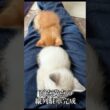 🐱🐱完璧な縦列駐車   #cat #kitten #猫 #子猫 #ねこ #こねこ #保護猫 #shorts  #猫のいる暮らし