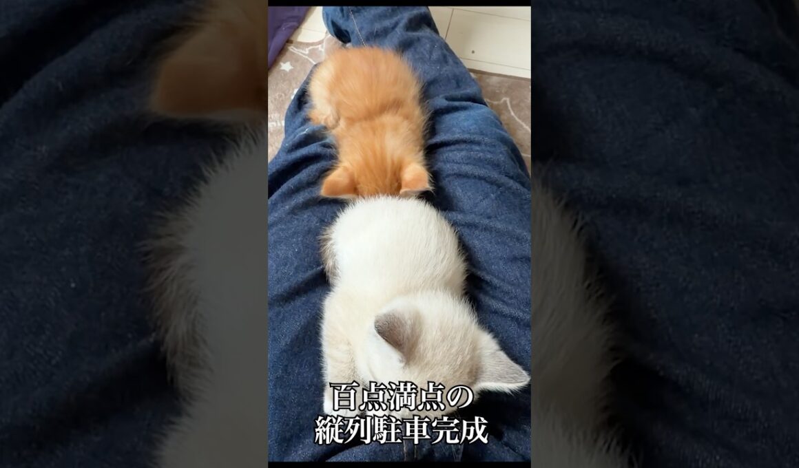 🐱🐱完璧な縦列駐車   #cat #kitten #猫 #子猫 #ねこ #こねこ #保護猫 #shorts  #猫のいる暮らし
