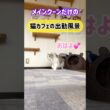 20260506メインクーンだけの【猫カフェの出勤風景】#cat #cooncat #mainecat #もふもふ