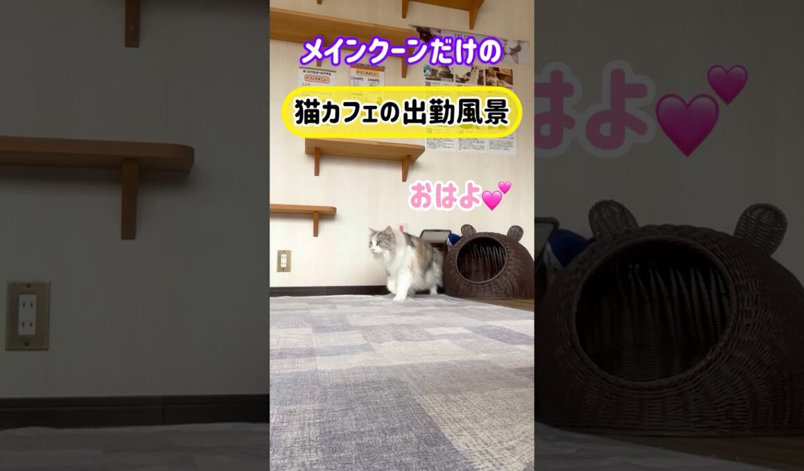 20260506メインクーンだけの【猫カフェの出勤風景】#cat #cooncat #mainecat #もふもふ