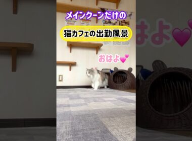 20260506メインクーンだけの【猫カフェの出勤風景】#cat #cooncat #mainecat #もふもふ