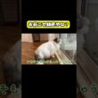 お前ニセ師匠やな？#猫 #おもしろ #アテレコ #ニャンチューバーつくし