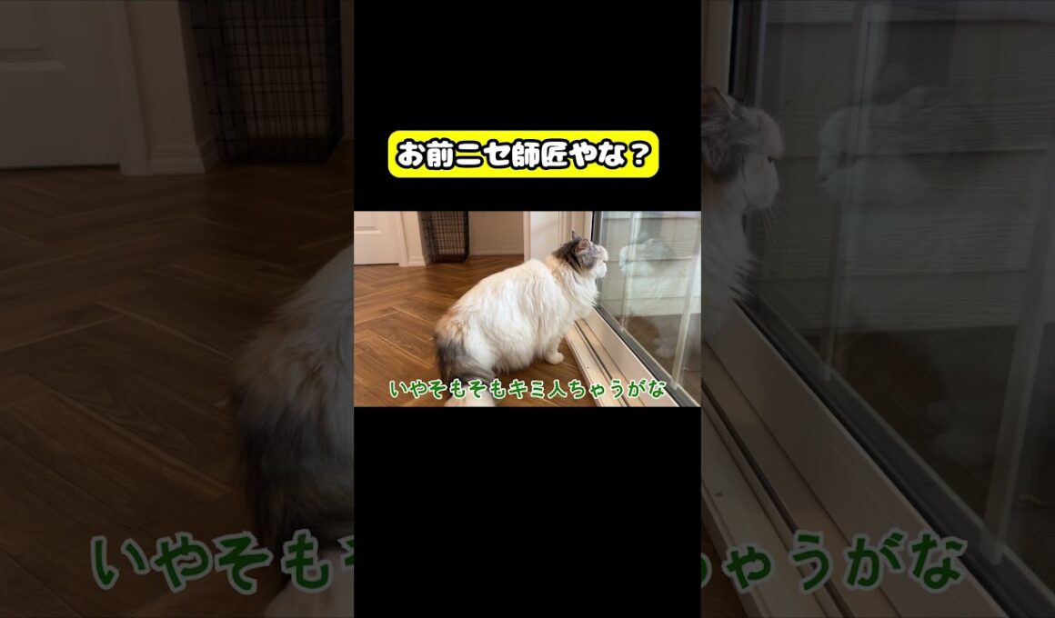 お前ニセ師匠やな？#猫 #おもしろ #アテレコ #ニャンチューバーつくし