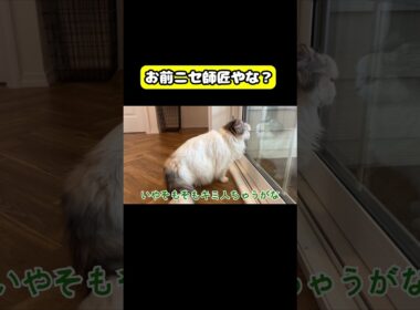 お前ニセ師匠やな？#猫 #おもしろ #アテレコ #ニャンチューバーつくし