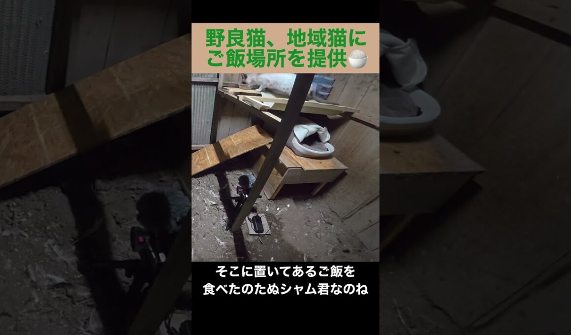 たぬシャム君も棚に登ってくれるのが分かった。
