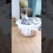 メインクーンの子猫たちドアを開放して19日目
