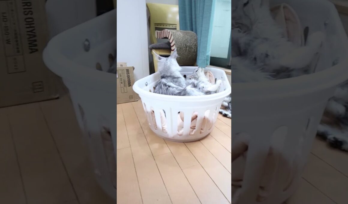 メインクーンの子猫たちドアを開放して19日目