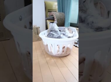 メインクーンの子猫たちドアを開放して19日目