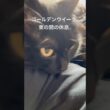 うたた寝に誘う。 #cat #猫のいる暮らし #ボンベイ #黒猫