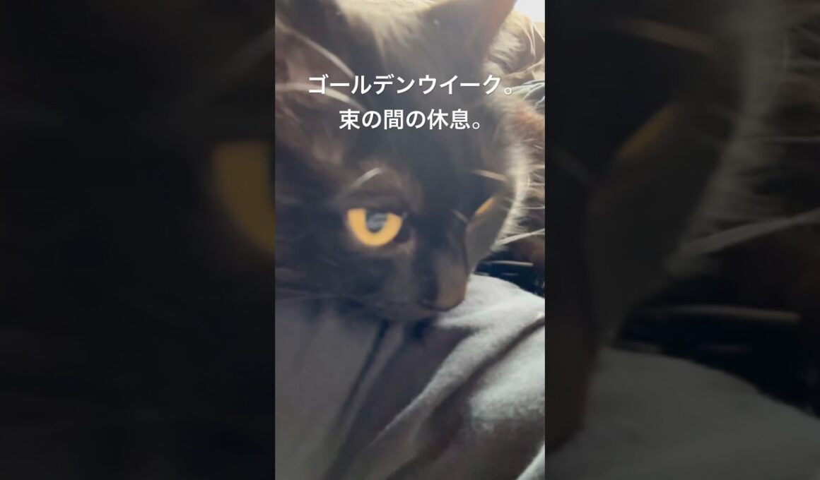 うたた寝に誘う。 #cat #猫のいる暮らし #ボンベイ #黒猫