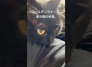 うたた寝に誘う。 #cat #猫のいる暮らし #ボンベイ #黒猫