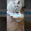 水の飲み方が独特な猫 #メインクーン #猫のいる暮らし