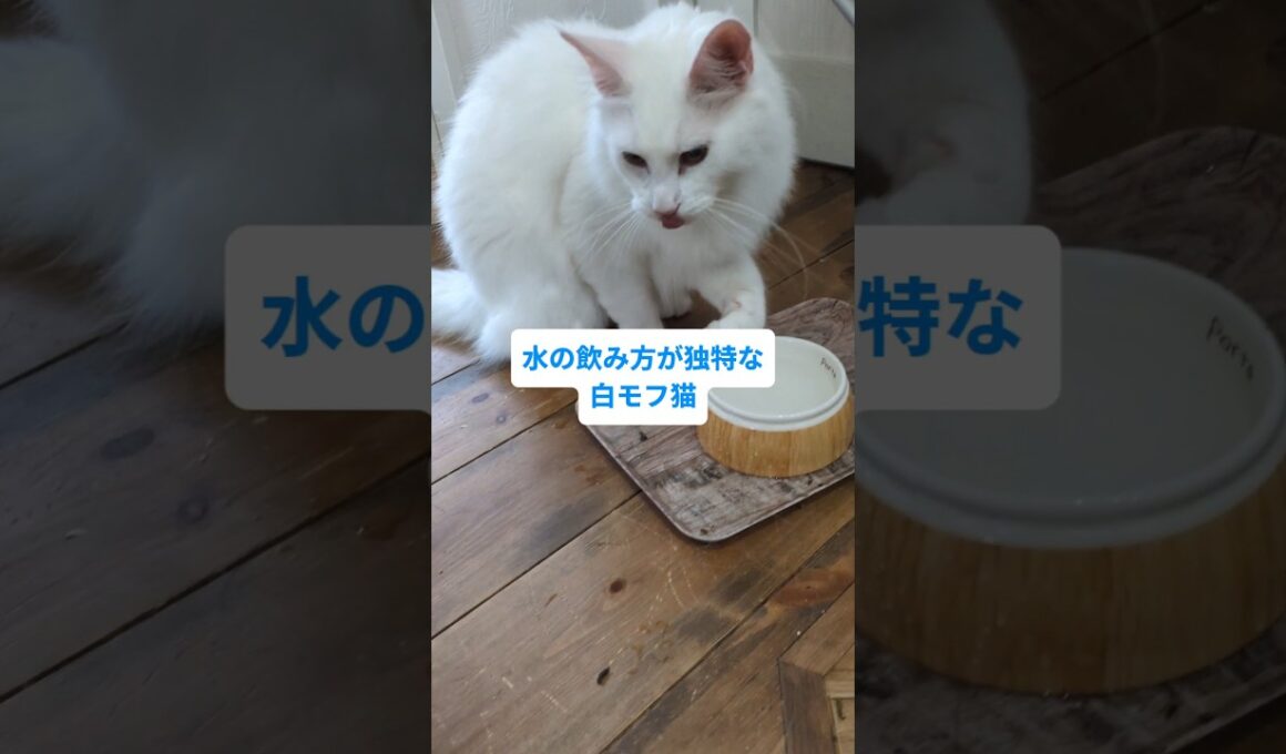 水の飲み方が独特な猫 #メインクーン #猫のいる暮らし