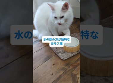 水の飲み方が独特な猫 #メインクーン #猫のいる暮らし