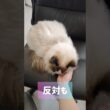 #shorts #猫 #ラグドール #甘えん坊猫 #もふもふ #猫のいる生活