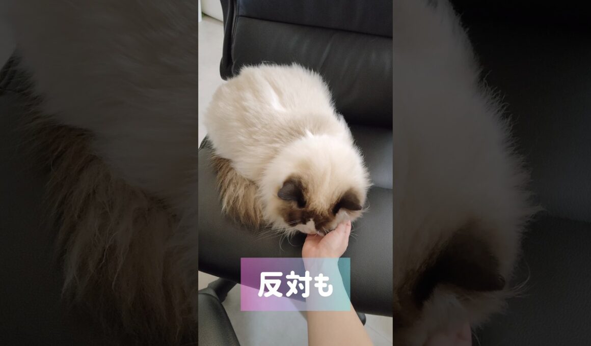#shorts #猫 #ラグドール #甘えん坊猫 #もふもふ #猫のいる生活