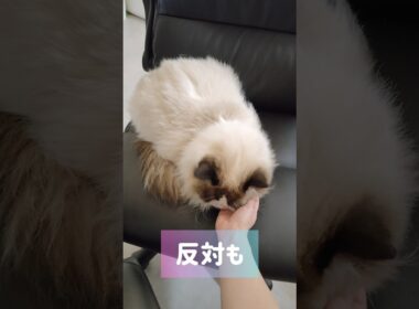 #shorts #猫 #ラグドール #甘えん坊猫 #もふもふ #猫のいる生活