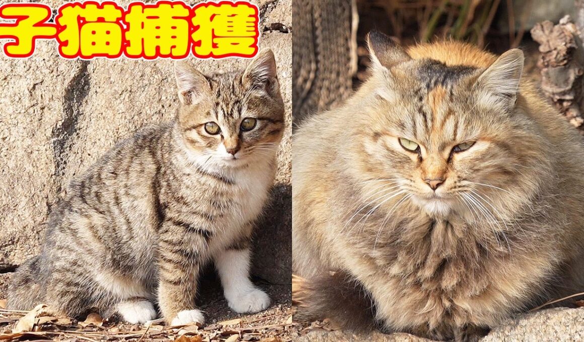 【子猫 捕獲】子猫を捕獲したら・・・ 小梅ちゃん 早苗ちゃん【視聴だけでも猫を助けることになります】支援者様 視聴者様 猫たちに神のご加護を！野良猫の感動猫動画