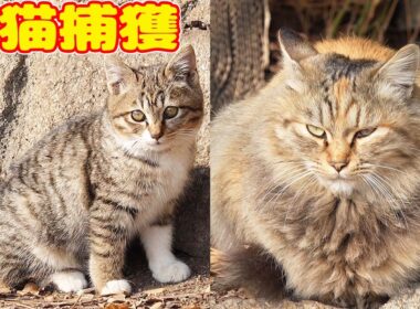 【子猫 捕獲】子猫を捕獲したら・・・ 小梅ちゃん 早苗ちゃん【視聴だけでも猫を助けることになります】支援者様 視聴者様 猫たちに神のご加護を！野良猫の感動猫動画