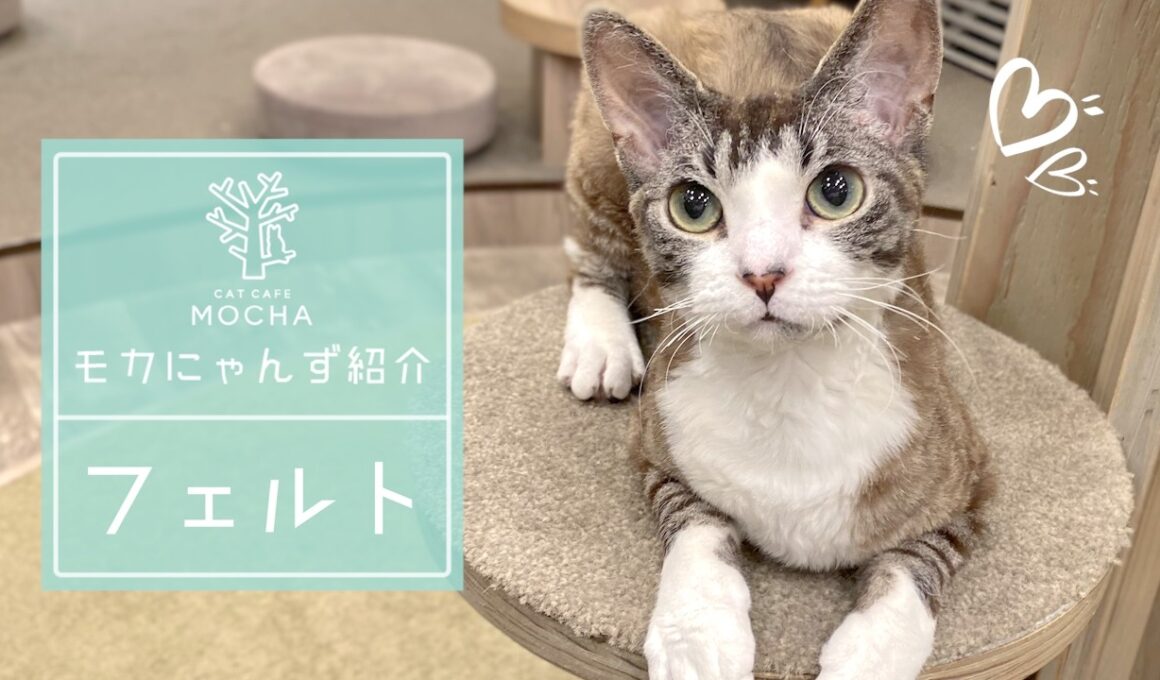 フェルト(デボンレックス♂)　渋谷公園通り店