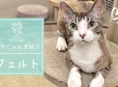 フェルト(デボンレックス♂)　渋谷公園通り店