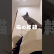 猫様の使いの者です🐱 #shorts #猫 #ロシアンブルー