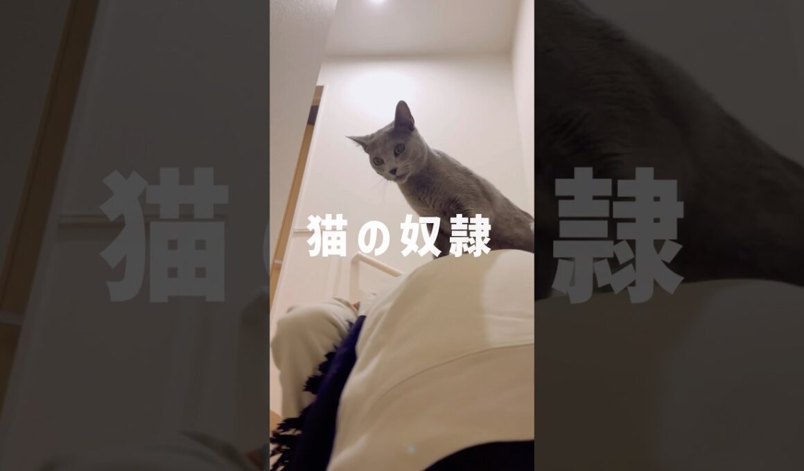 猫様の使いの者です🐱 #shorts #猫 #ロシアンブルー