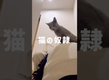 猫様の使いの者です🐱 #shorts #猫 #ロシアンブルー