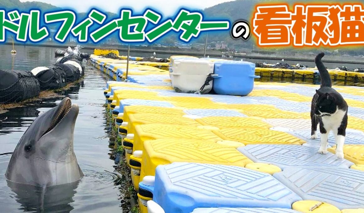 ニャンコと仲良しなイルカ
