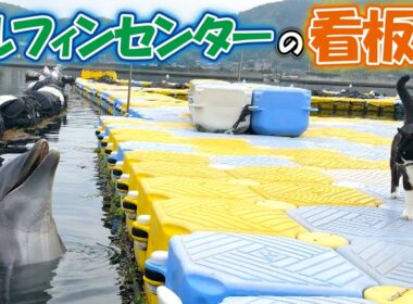 ニャンコと仲良しなイルカ