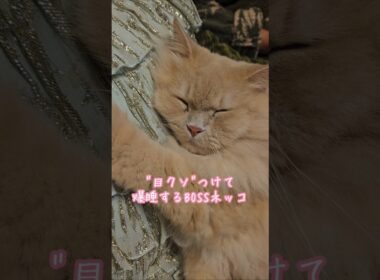 イビキが可愛いすぎる💕BOSSネッコ爆睡中😪 #shorts