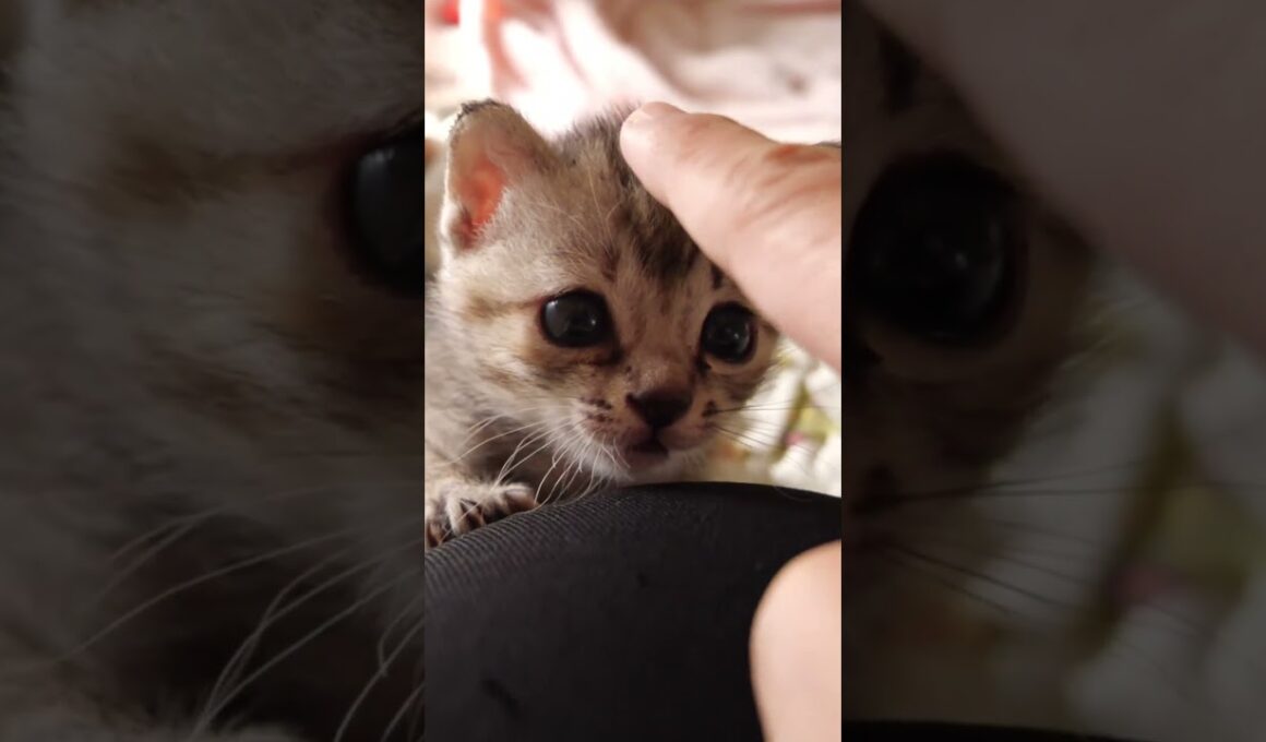 よっこらしょとお膝に登って来る子猫さん【赤ちゃん猫　保護猫】 #kitten #meow #cat #子猫 #子ネコ #好きな子猫 #gatto #エウレカねこ部 #猫のいる暮らし